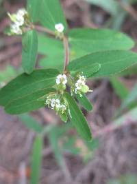 Euphorbia hyssopifolia image