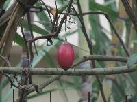 Solanum betaceum image