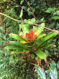 Guzmania gloriosa image