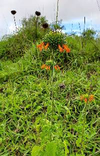 Leonotis nepetifolia image