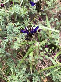 Dalea coerulea image