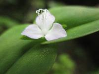 Tradescantia schippii image