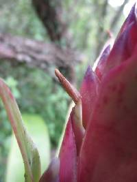 Tillandsia rubroviolacea image