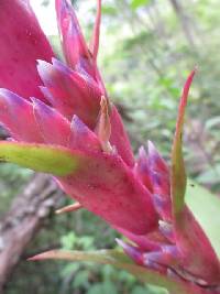 Tillandsia rubroviolacea image