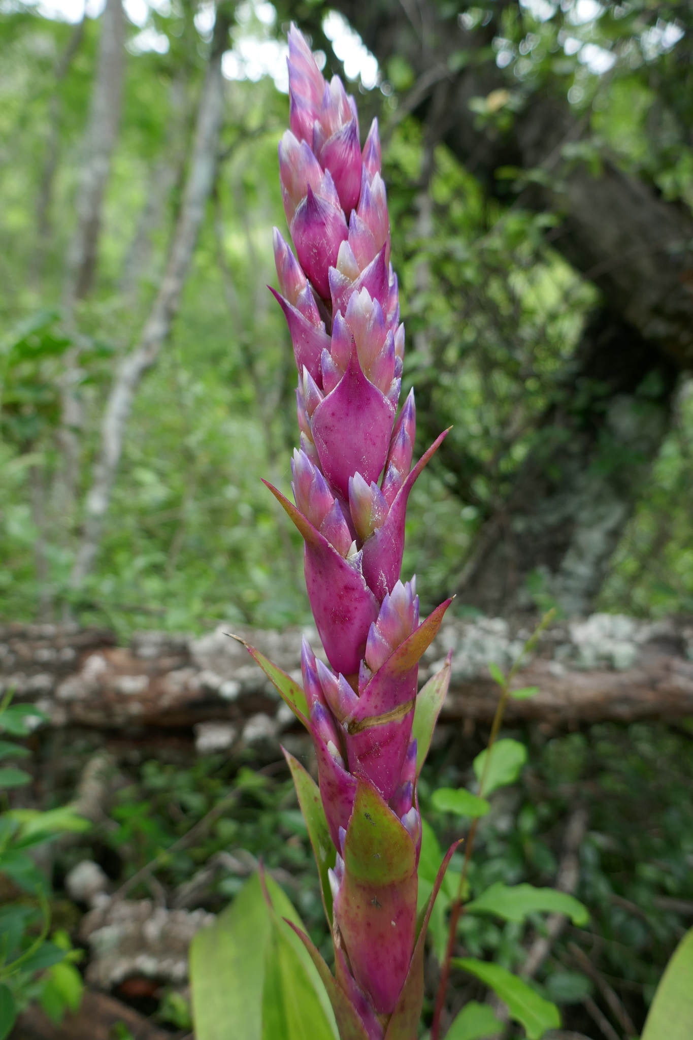 Tillandsia rubroviolacea image