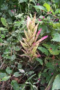 Tillandsia rubroviolacea image