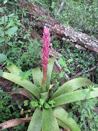 Tillandsia rubroviolacea image