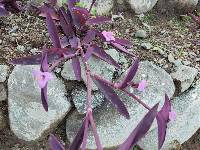 Tradescantia pallida image