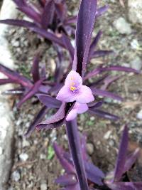 Tradescantia pallida image