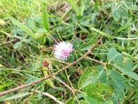 Mimosa albida image