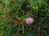 Mimosa albida image