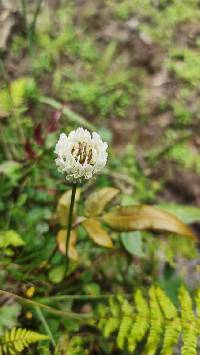 Trifolium repens image