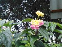 Lantana camara image