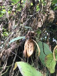 Cobaea scandens image