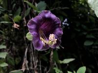 Cobaea scandens image