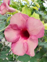 Allamanda blanchetii image