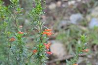 Clinopodium taxifolium image