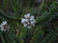 Valeriana microphylla image