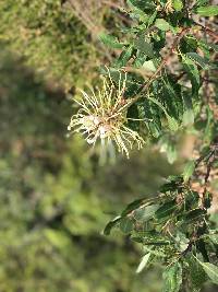 Oreocallis grandiflora image