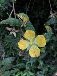 Ludwigia peruviana image