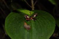 Pleurothallis cordata image