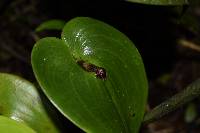 Pleurothallis cordata image