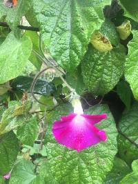 Image of Ipomoea purpurea