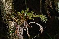 Tillandsia biflora image