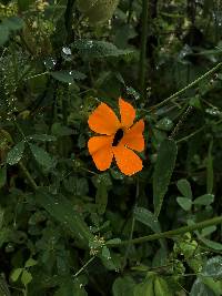 Thunbergia alata image