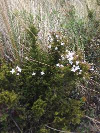 Arcytophyllum rivetii image