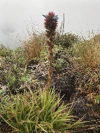 Puya eryngioides image