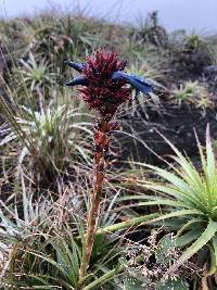 Puya eryngioides image