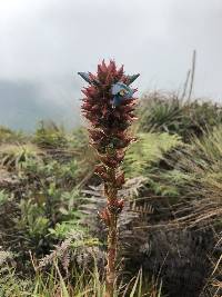 Puya eryngioides image