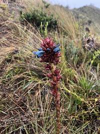 Puya eryngioides image