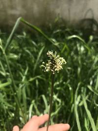 Plantago lanceolata image