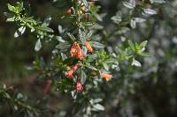 Clinopodium taxifolium image