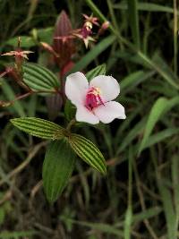 Monochaetum lineatum image