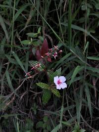 Monochaetum lineatum image