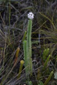 Valeriana microphylla image