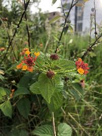 Lantana camara image