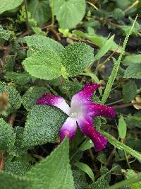 Ipomoea purpurea image