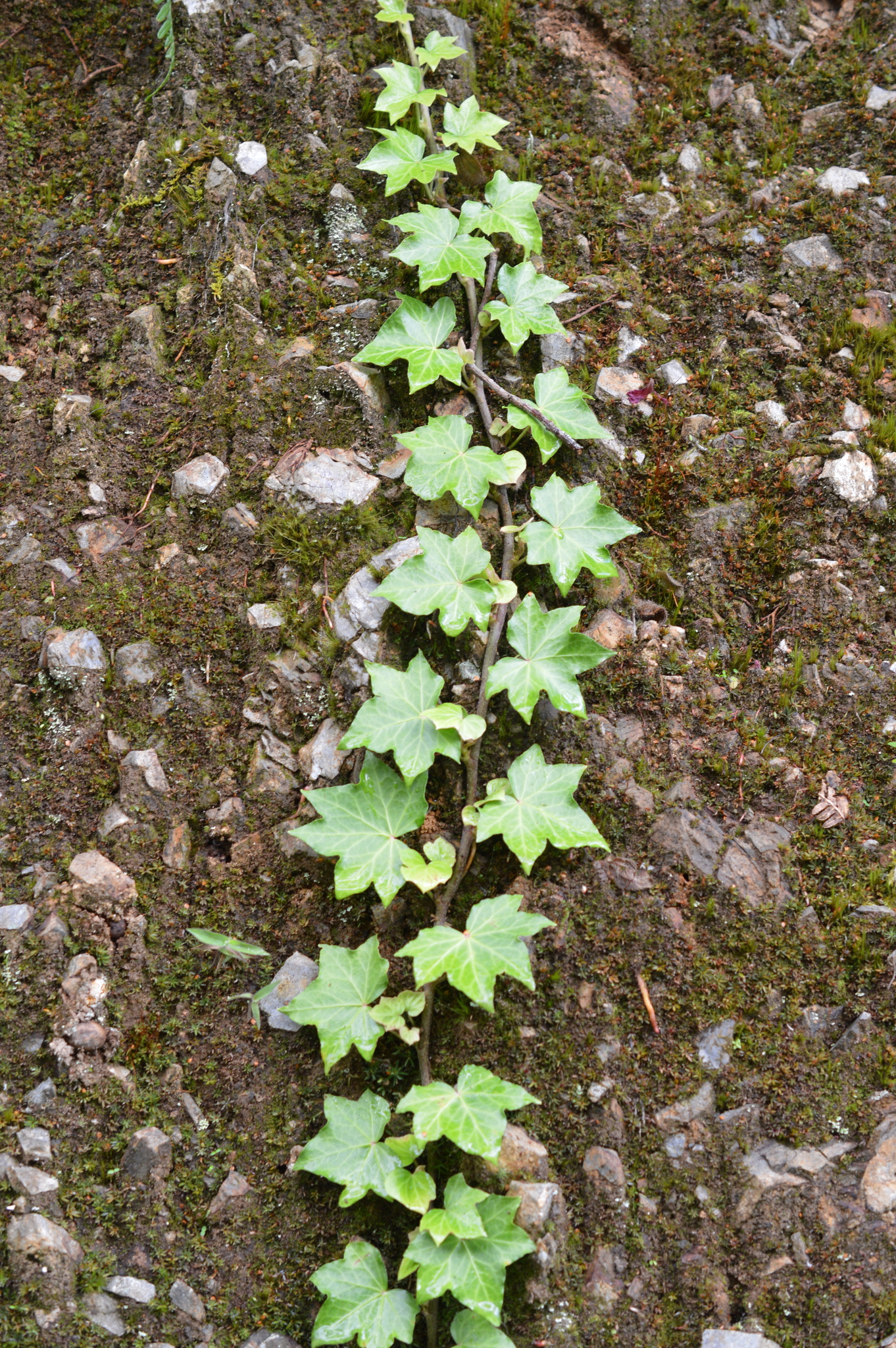 Hedera helix image