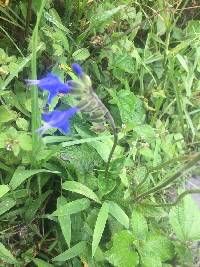 Image of Salvia scutellarioides