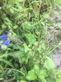 Salvia scutellarioides image