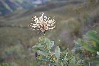 Oreocallis grandiflora image