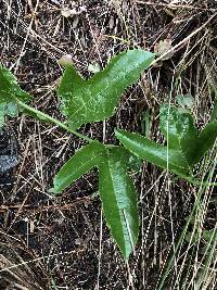 Passiflora edulis image