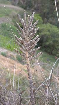 Image of Kalanchoe delagoensis