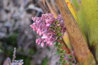 Vaccinium floribundum image