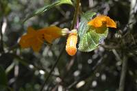 Columnea strigosa image