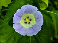 Nicandra physalodes image